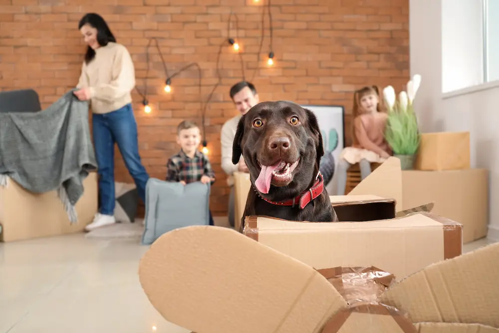 How to Move with Pets