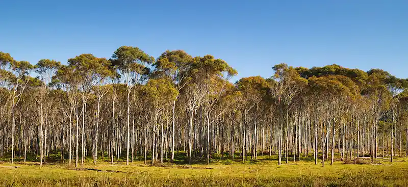 Eucalyptus Hills