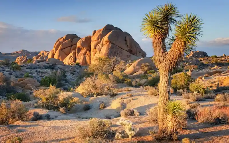 Joshua Tree